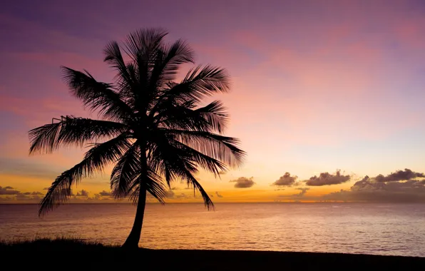 Картинка песок, море, пляж, небо, вода, закат, природа, пальма, фон, дерево, обои, силуэт, wallpaper, широкоформатные, background, …