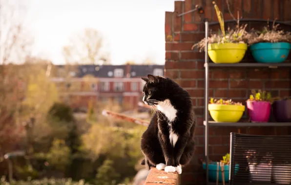 Картинка кот, взгляд, балкон, сидит