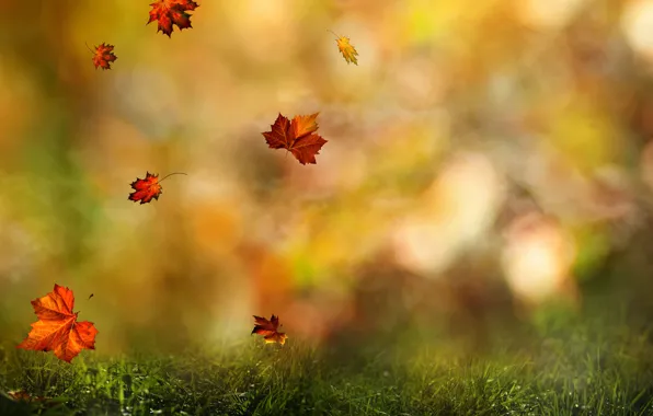 Картинка осень, лес, трава, листья, цвета, капли, макро, природа, роса, размытость, воды, nature, боке, осенний, осени, …