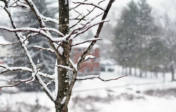 Картинка зима, снег, деревья, снежинки, ветки, природа, дерево, дома