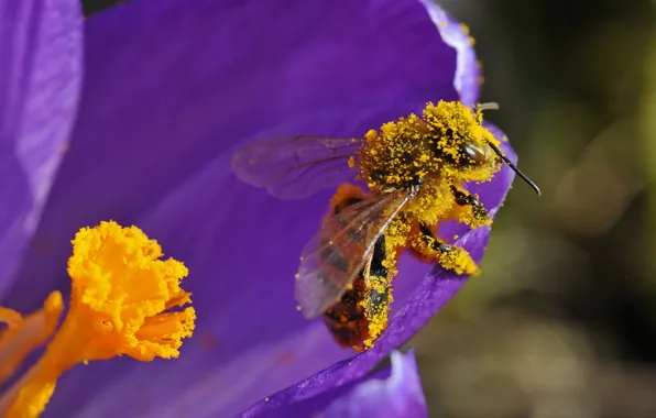Картинка цветок, пчела, пыльца, лепестки, насекомое