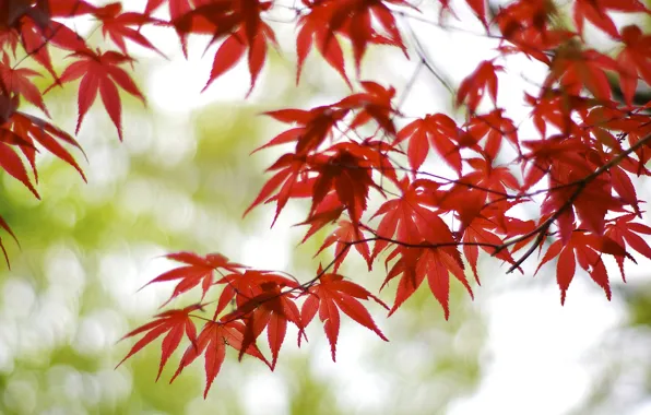 Картинка листья, ветки, блики, дерево, Япония, размытость, красные, клен, боке, Осака