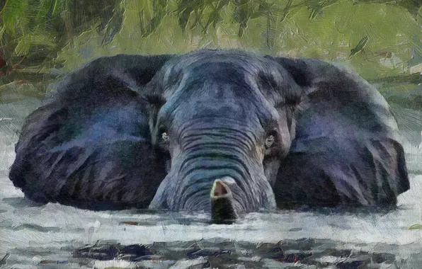 Картинка взгляд, вода, фон, слон, хобот