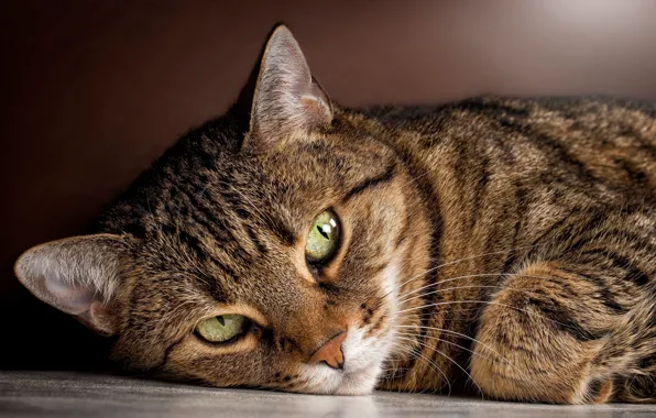 Картинка кошка, глаза, кот, взгляд, зеленые, лежит, полосатый, смотрит