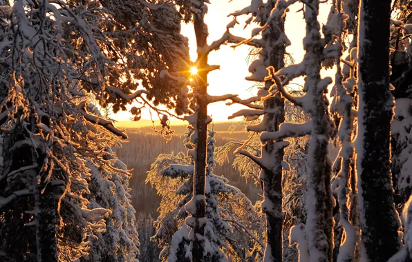 Картинка зима, лес, Finland, Winter forest