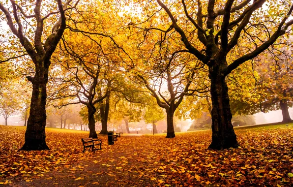 Картинка дорога, осень, листья, деревья, парк, Англия, желтые, Великобритания, аллея, скамейки, лавочки, лавки, Sheffield, Шеффилд, Weston …