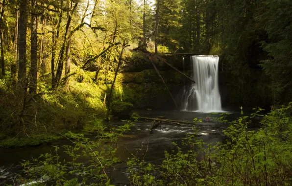 Картинка лес, солнце, деревья, ветки, ручей, камни, водопад, мох, США, кусты, Oregon, Silverfalls State Park