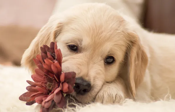 Картинка цветок, собака, щенок