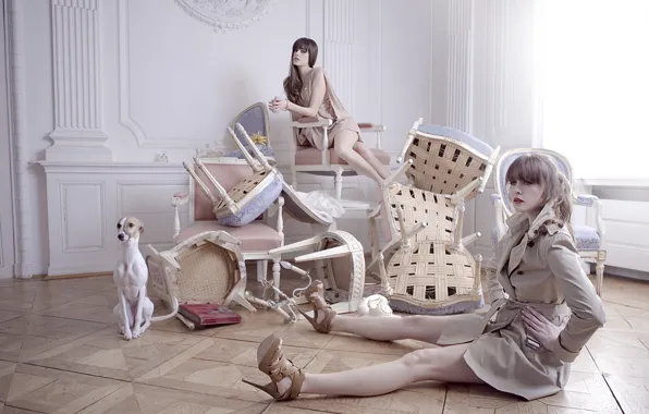 Картинка девушки, стулья, интерьер, собака, позирование, модели, обстановка