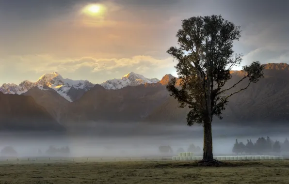 Картинка горы, туман, дерево, рассвет, утро