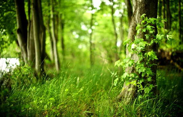 Картинка лес, трава, деревья, свежесть, природа, чистота, жизнь, свежий воздух, листва, растения, grass, photo, green forest, …