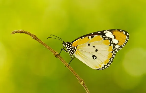 Картинка веточка, узор, бабочка, растение, крылья, мотылек