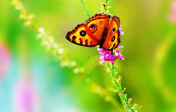 Картинка цветок, лето, цвета, природа, бабочка, яркие, насекомое