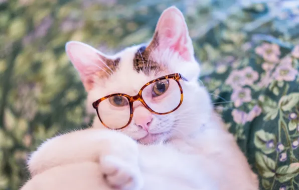 Картинка кошка, кот, взгляд, очки, котэ