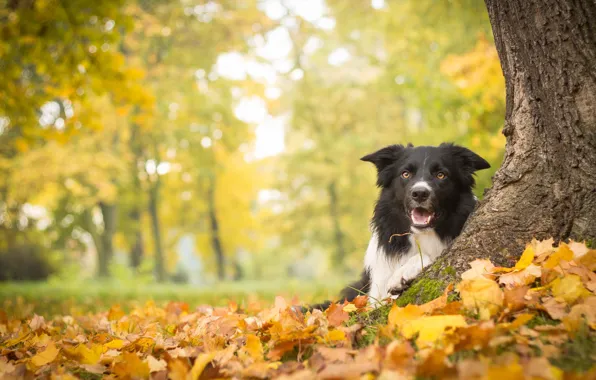 Картинка осень, листья, дерево, собака
