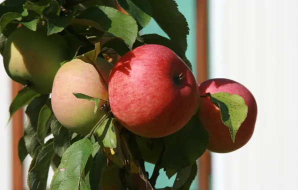 Картинка природа, яблоки, растение, еда, ветка, сад, фрукты, яблоня