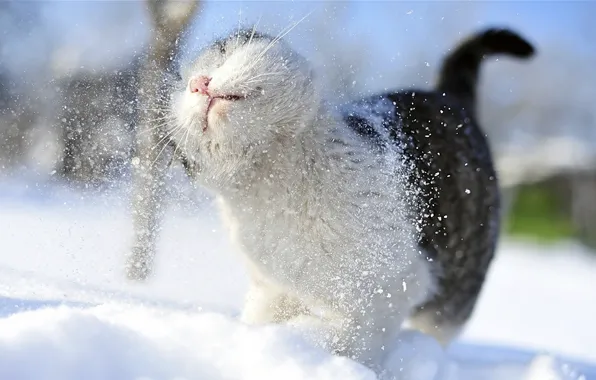 Картинка кот, усы, снег, снежный, лапы, размытость, хвост, душ, cat, котяра, snowy, любитель, принимает, боке., стуж, …