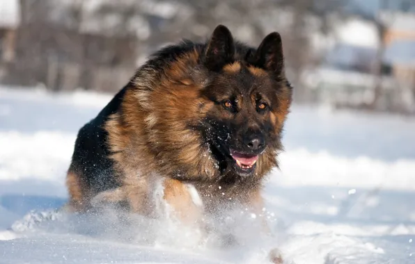 Картинка зима, снег, Собака, немецкая овчарка