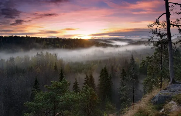 Картинка лес, деревья, природа, туман, восход, утро, Финляндия, Finland, Noux National Park