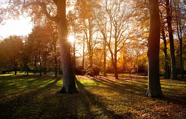 Картинка осень, солнце, свет, деревья, закат, природа, парк, тени