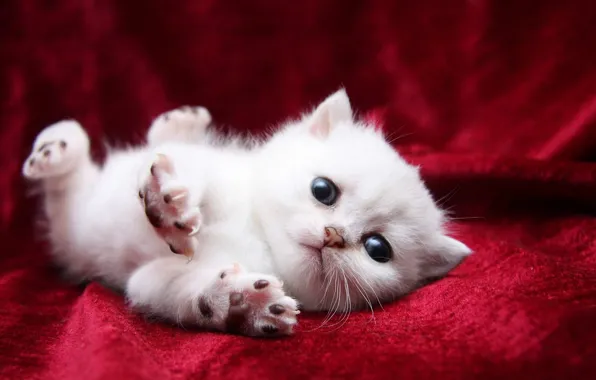 Картинка кошка, белый, глаза, кот, лапы, покрывало, одеяло, киса, cat, потягивается