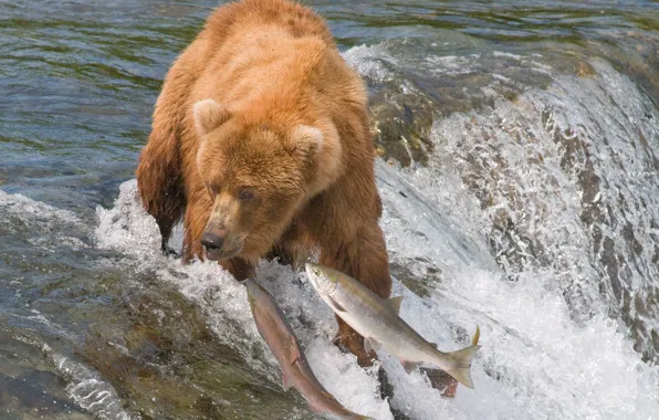 Картинка вода, рыбы, река, медведь, охота, гризли, ловля, лосось