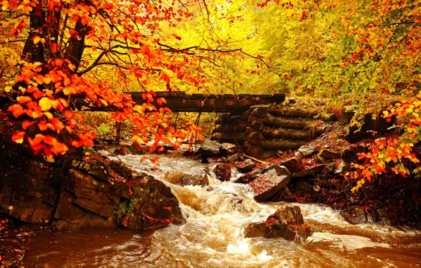 Картинка осень, лес, листья, деревья, пейзаж, речка, мостик, золотая