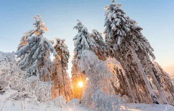 Картинка зима, лес, солнце, свет, снег, деревья, природа