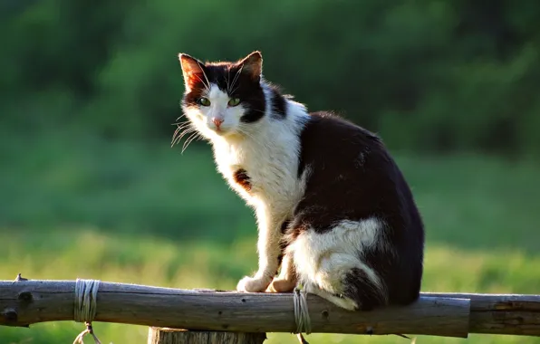 Картинка кошка, лето, забор, деревня, сидит