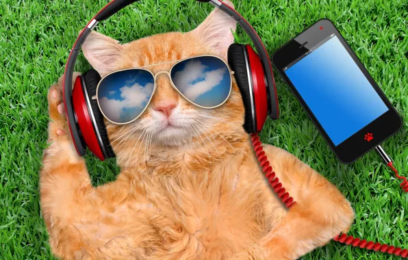 Картинка grass, cat, glasses, smart phone