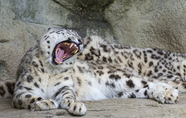 Картинка кошка, камни, пасть, клыки, ирбис, снежный барс, зевает, ©Tambako The Jaguar