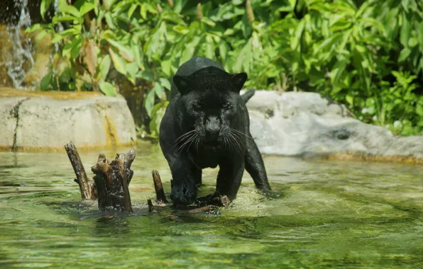 Картинка хищник, пантера, купание, дикая кошка, зоопарк, водоём, чёрный ягуар