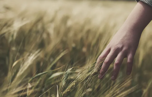 Картинка пшеница, поле, трава, девушка, настроение, рука, руки, колоски, девочка, колосья, колосок