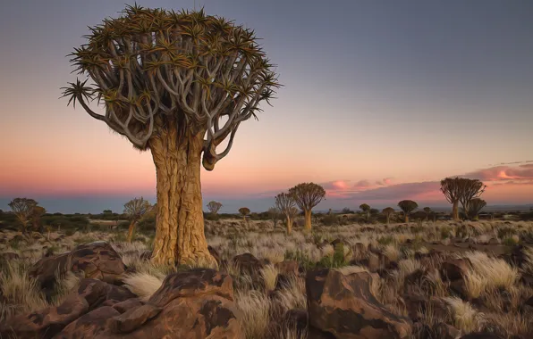 Картинка деревья, пейзаж, камни, Африка, Намибия
