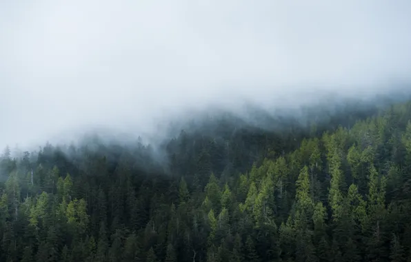 Картинка лес, туман, windows, windows 10
