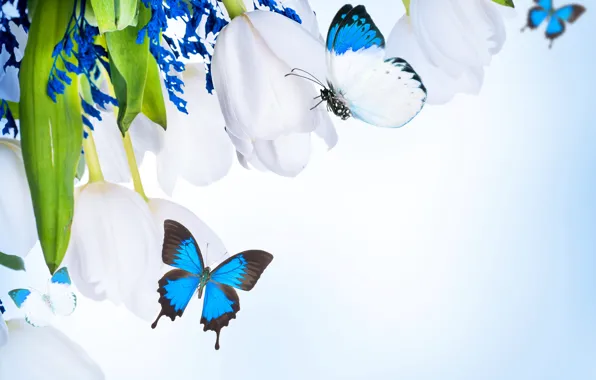 Картинка бабочки, цветы, букет, flowers, bouquet, butterflies, белые тюльпаны, white tulips