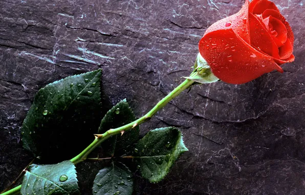 Картинка капли, Love, красная роза