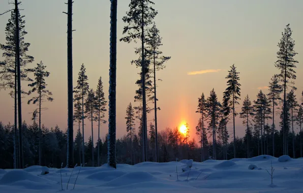 Картинка зима, лес, снег, деревья, закат, вечер