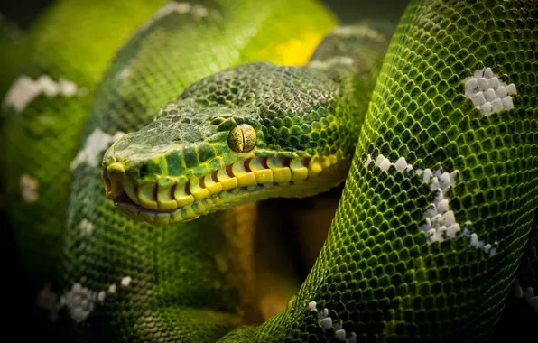 Картинка змея, питон, snake, рептилия, reptile