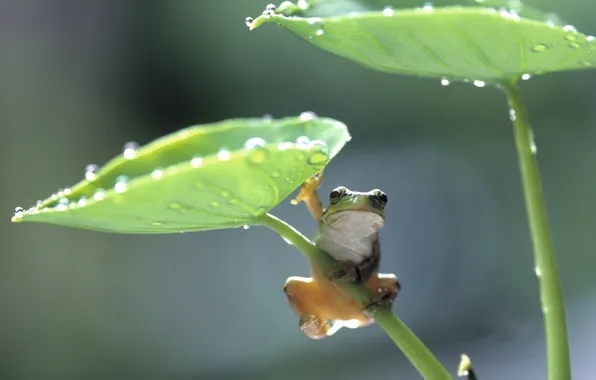 Картинка листья, лягушка, frog
