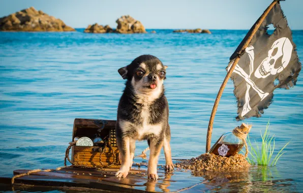 Картинка море, бутылка, собака, флаг, пират, капитан, сундук, сокровища, чихуахуа, плот, плавание, пёсик, Весёлый Роджер, собачонка