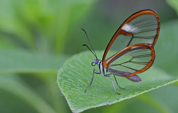 Картинка природа, лист, бабочка, крылья, насекомое
