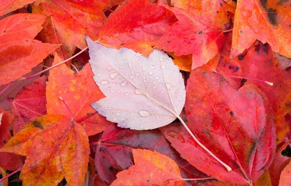Картинка осень, макро, лист, листва