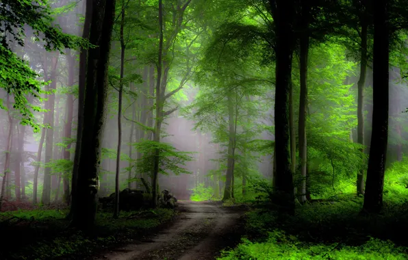 Картинка лес, деревья, туман, путь