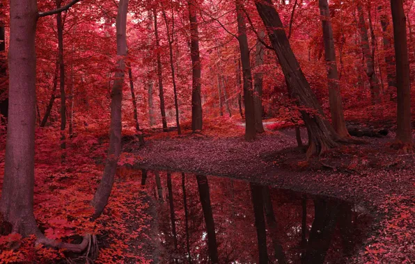 Картинка осень, лес, листья, вода, деревья, пейзаж, природа, река, красное, красота