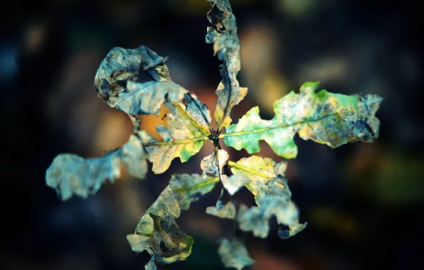 Картинка осень, макро, лист, сухой, скрюченный