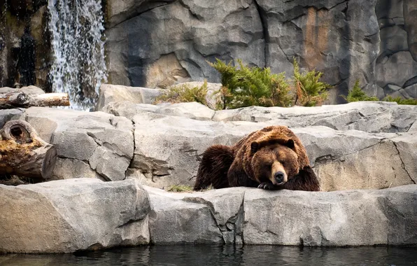 Картинка вода, камни, растение, медведь, спит, отдыхает, зоопарк