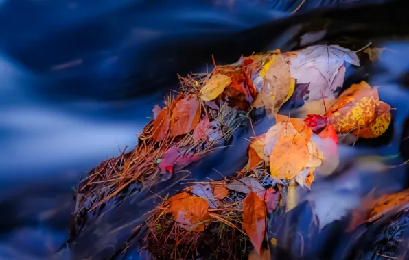 Картинка осень, листья, река, ручей, камни, поток