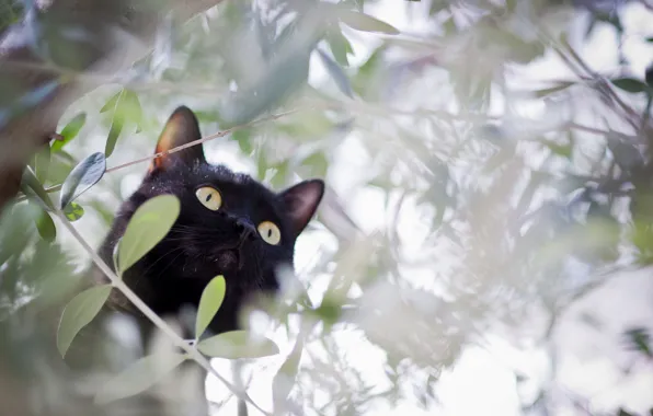 Картинка кошка, кот, ветки, дерево, черный, охота
