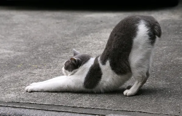 Картинка кошка, кот, асфальт, улица, черно-белое, котэ, потягивается, короткий хвост